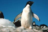 Unit11 Green Berries